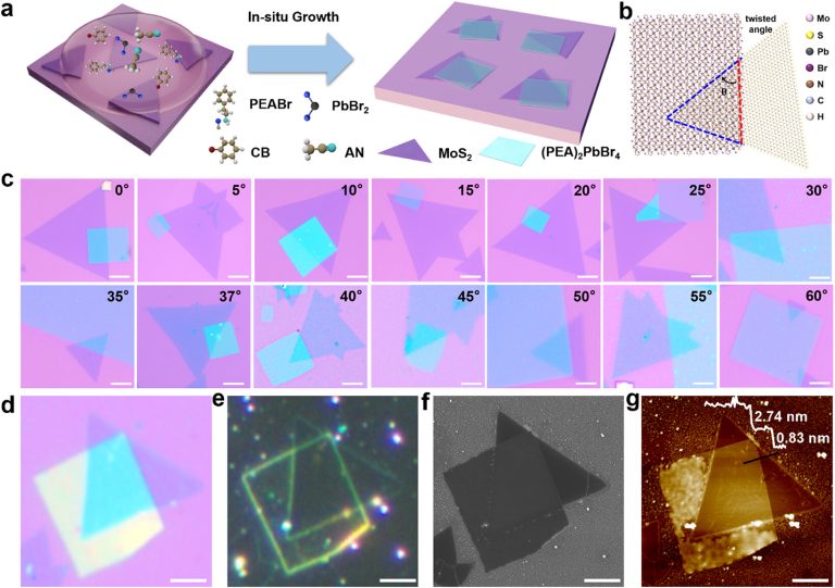 Atomically Thin 2D Perovskite/MoS2 Heterojunctions With Programmable Twist Angle for High-Performance Photodetection